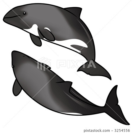 sea animals, namibia, dolphin 3254556