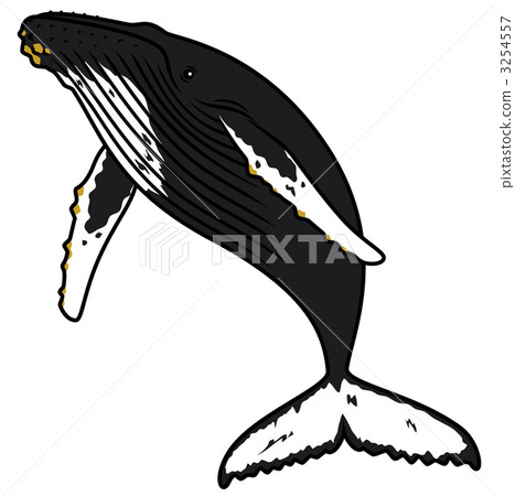 海洋動物 賞鯨 座頭鯨 3254557