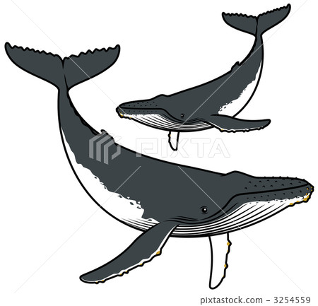 baleen whale, parent-child whale, sea animals 3254559