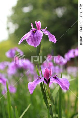 山田池公園 鳶尾 植物 3254616