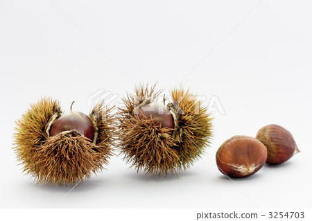 Chestnut Chestnut 3254703