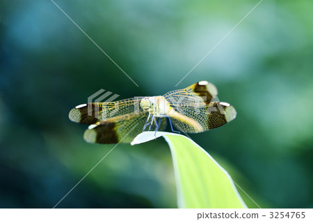 Miyama makane (female) Miyama makane (female) 3254765