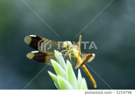 Miyama makane (female) Miyama makane (female) 3254796