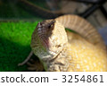 monitor lizard, varanus, reptile 3254861