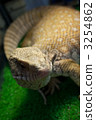 monitor lizard, varanus, reptile 3254862