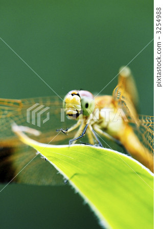 Miyama makane (female) 3254988