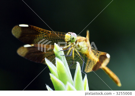 Miyama makane (female) Miyama makane (female) 3255008