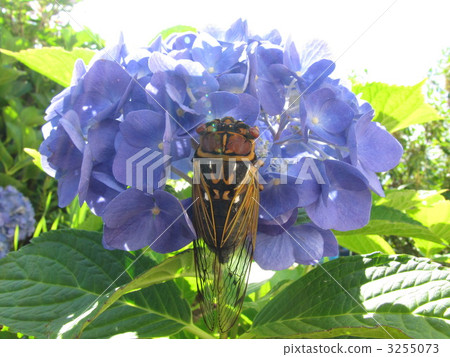 Hydrangea and semi 3255073