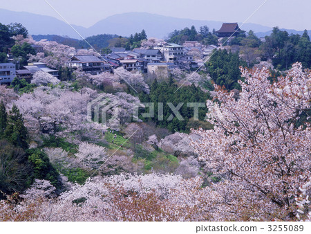 吉野的櫻花樹 吉野的櫻花樹 3255089