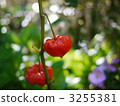 Cherry _ 01 3255381