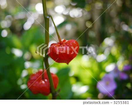 Cherry _ 01 Cherry _ 01 3255381