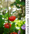 Cherry _ 03 3255390