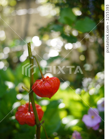 櫻花_ 04 櫻花_ 04 3255393