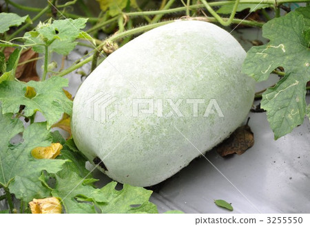 Tongan Tongan 3255550