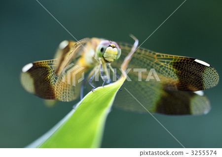 Miyama makane (female) 3255574