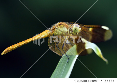 Miyama makane (female) Miyama makane (female) 3255575