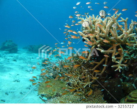 珊瑚礁和熱帶魚 珊瑚礁和熱帶魚 3255727