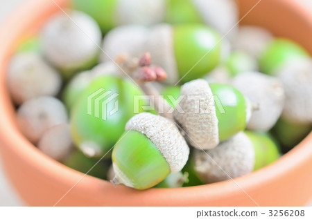 Futago's baby acorns Futago's baby acorns 3256208