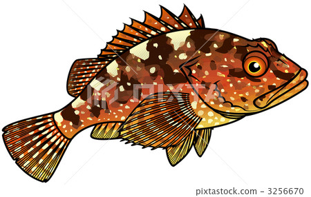 石九公 石斑魚 海無花果 3256670