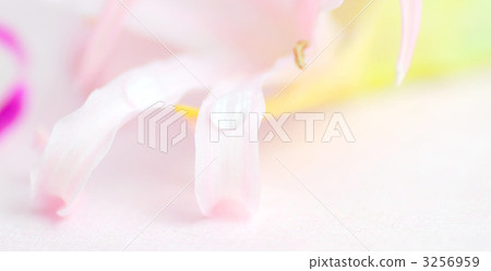 盛開 花 開花 3256959