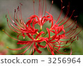 cluster amaryllis, autumn, autumnal 3256964