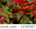 cluster amaryllis, autumn, autumnal 3256987