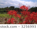 cluster amaryllis, autumn, autumnal 3256993