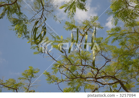 Phoenix tree nut (seed) Phoenix tree nut (seed) 3257094