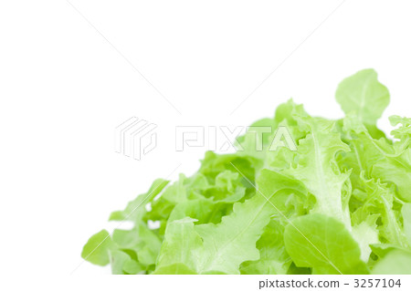生菜 生菜 3257104