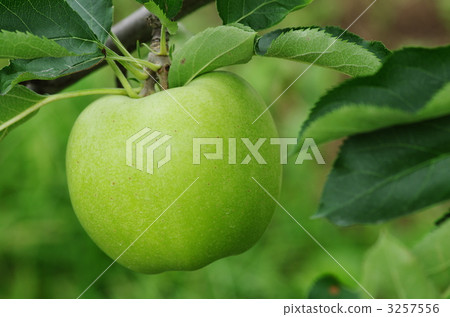 green apple, orchard, apple 3257556