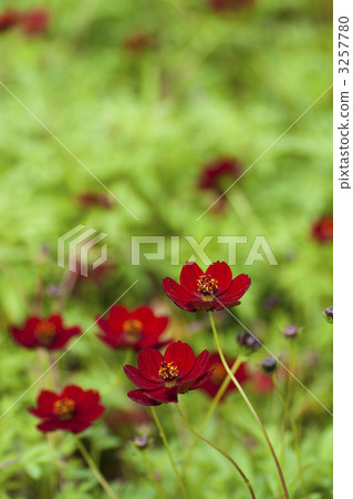 Chocolate cosmos (raspberry chocolate) Chocolate cosmos (raspberry chocolate) 3257780