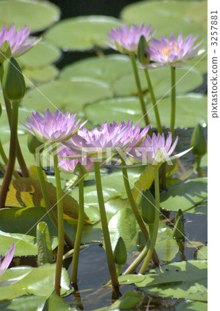 睡蓮 植物園 睡蓮科 3257881