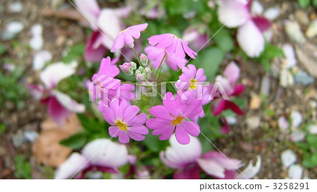 short distance, danmark, a single flower 3258291