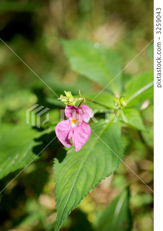 Murasaki Turifune 3259043