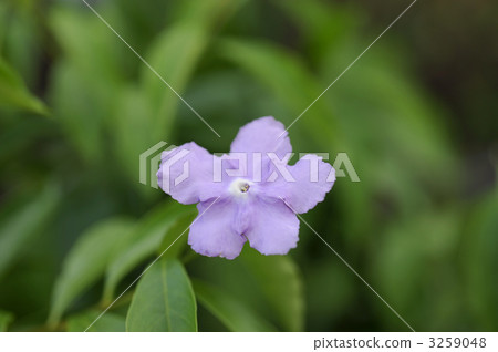 美國茉莉花 美國茉莉花 3259048