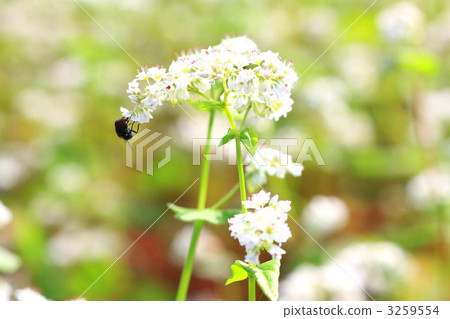 Buckwheat flowers Buckwheat flowers 3259554