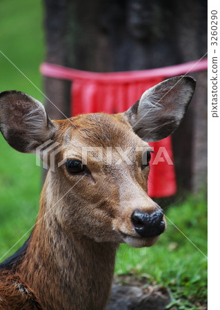 A deer A deer 3260290