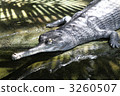 Indian Gavial 3260507