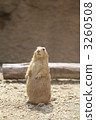 Prairie dog 3260508