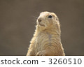 Prairie dog 3260510