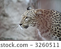Leopard 3260511