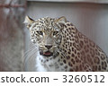 Leopard 3260512