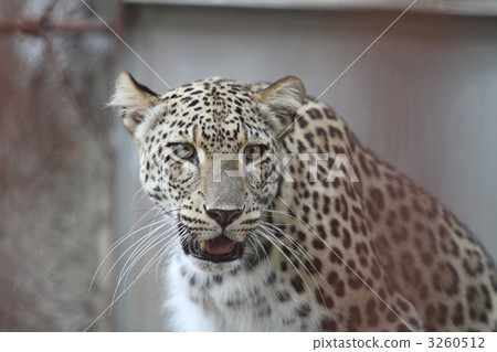 Leopard 3260512