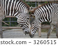 Grey Zebra 3260515
