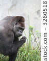 Gorilla 3260518