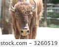 American bison　 3260519