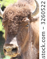 American bison　 3260522