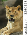 lion 3260528