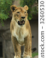 lion 3260530