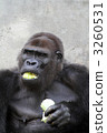 Gorilla 3260531